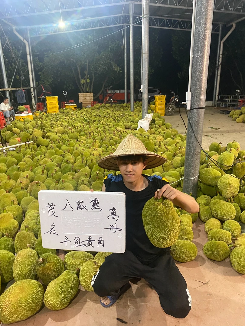 正宗广东高州干包黄肉常有无胶菠萝5-12斤一整个包邮本地菠萝蜜