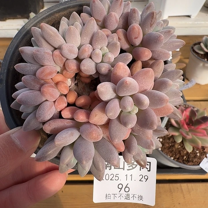 星黛露群11111129-96