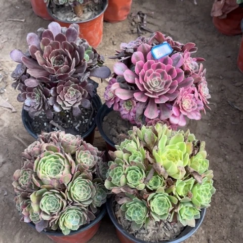 397多肉植物组合，脱土发货