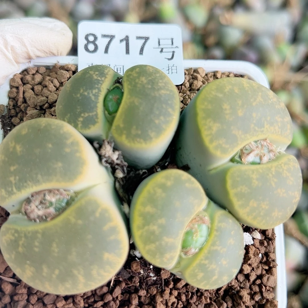 8717八年绿紫熏全窗大群生哦哦哦