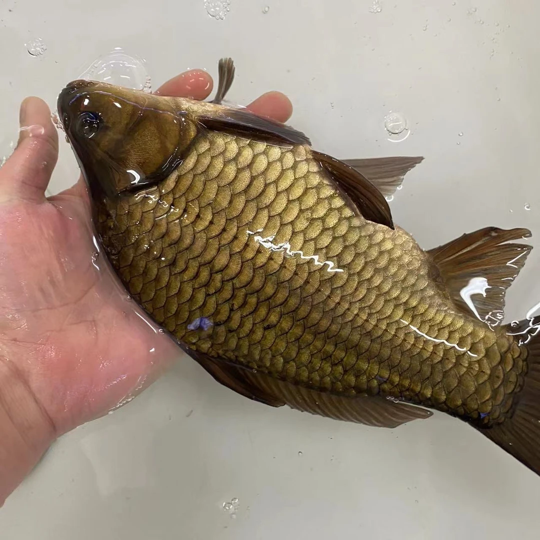 黄金鲫鱼 淡水鱼 广州发货