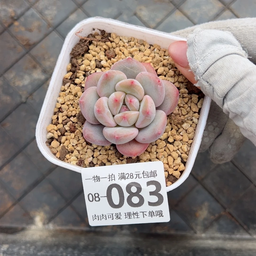 香橙多肉多肉多肉多肉