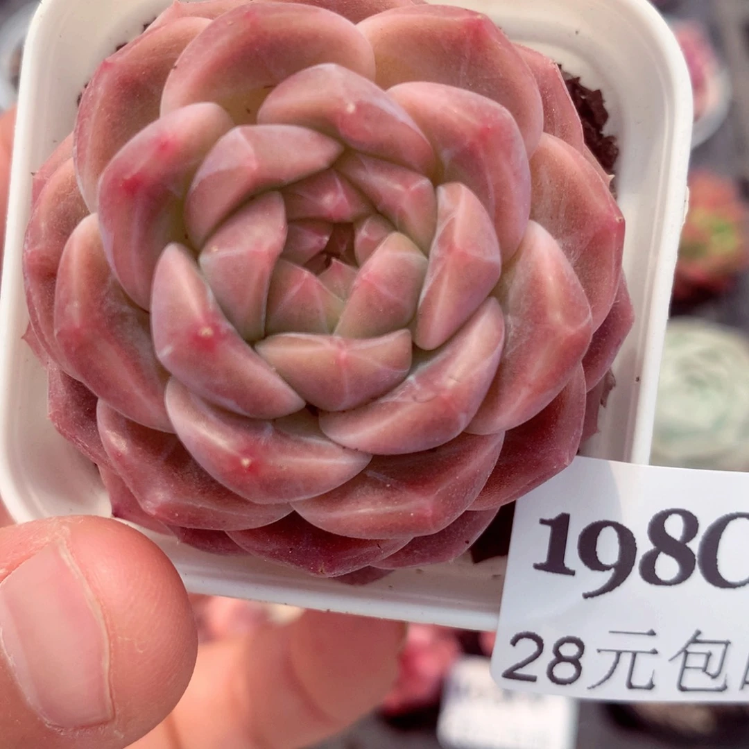 五厘米盆精控多肉198