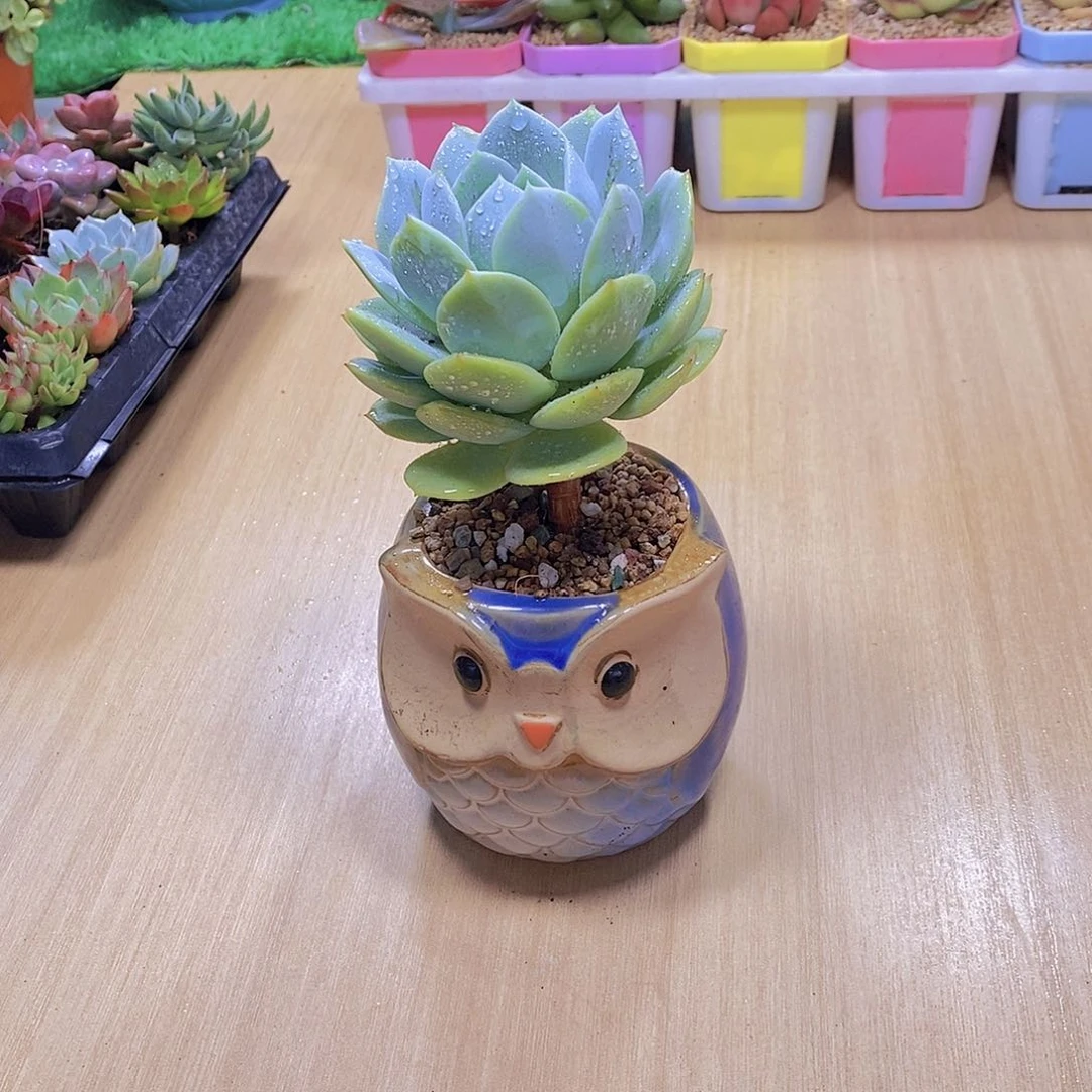 无花朵多肉植物恋曲送猫头鹰瓷盆土