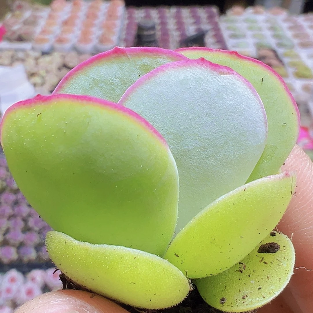 小白眉3个19包邮多肉植物