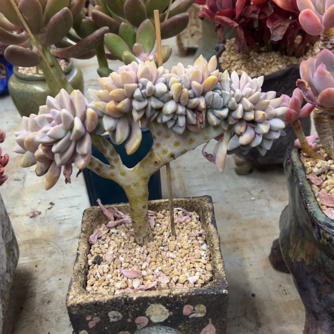 淡雪28 零零多肉植物