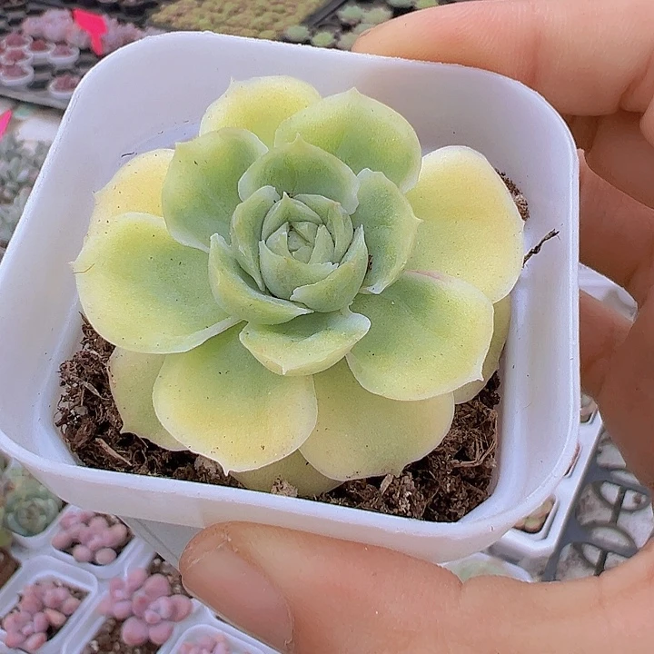 水晶虾饺19包邮多肉植物