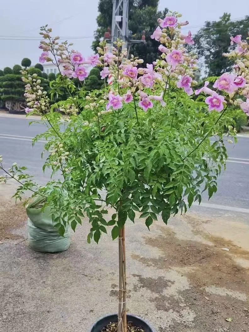 [凌霄花]盆栽耐晒耐冻庭院阳台好养高颜值植物
