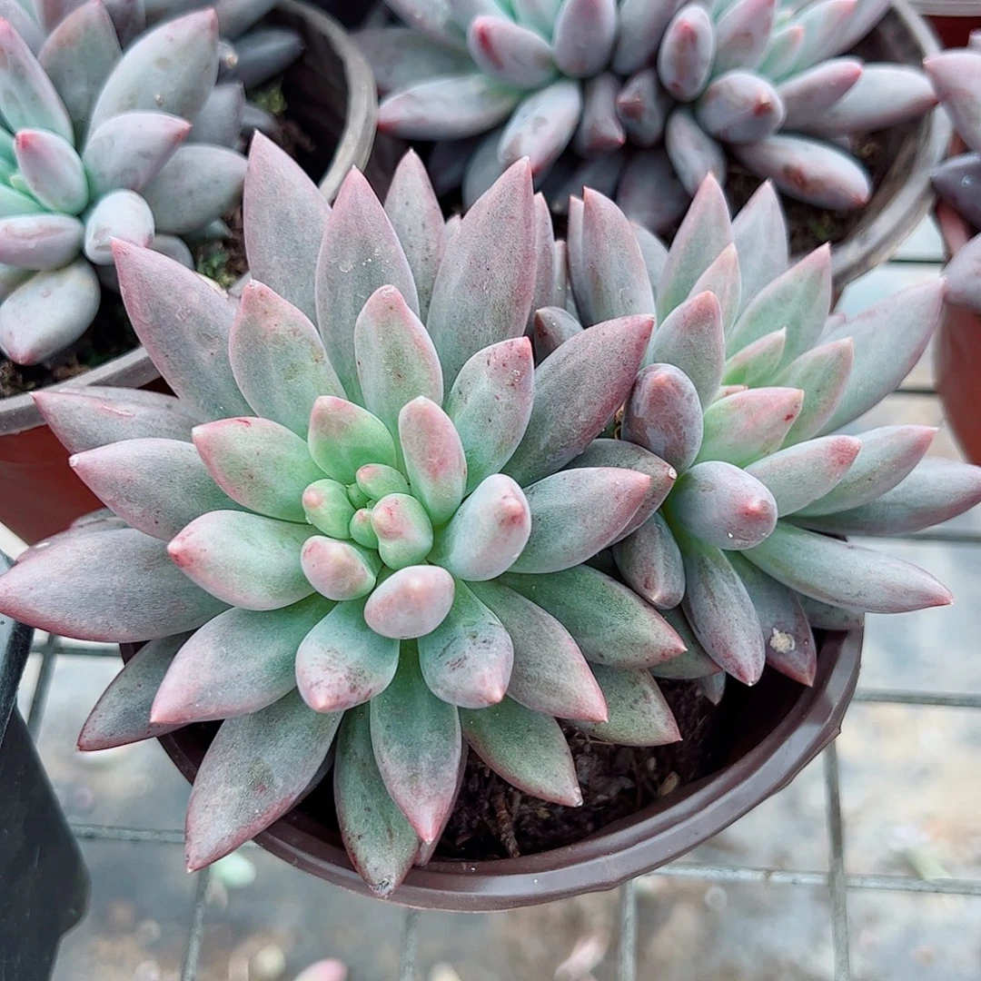 红蜻蜓双头起发精品