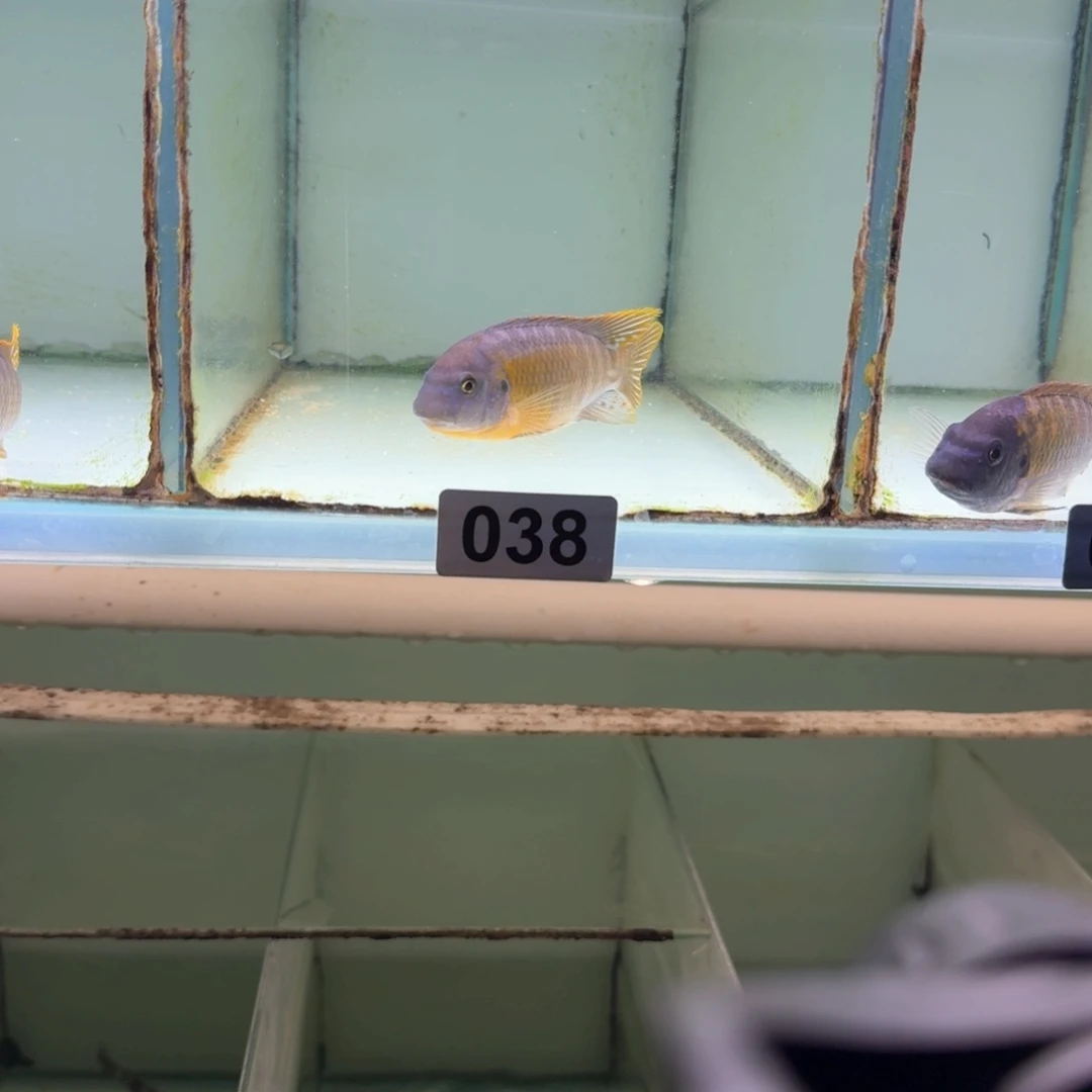 慈鲷鱼38号纳坎小丑9-10