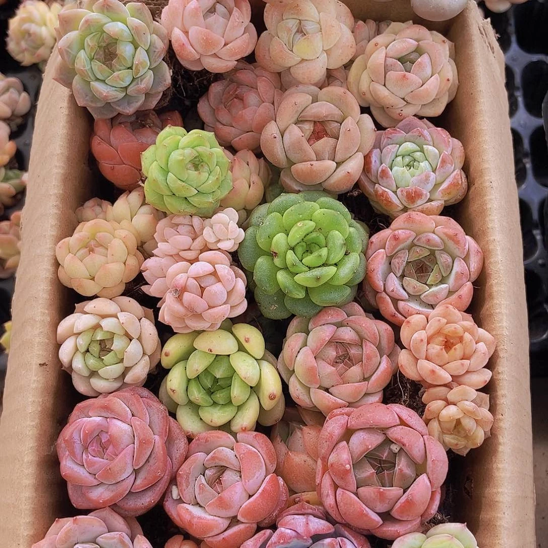 00000000001量拍保底20颗