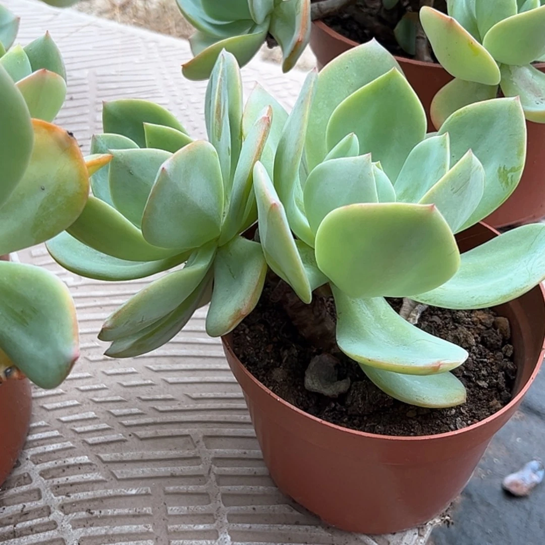 【闪购商品】无花朵萌**?