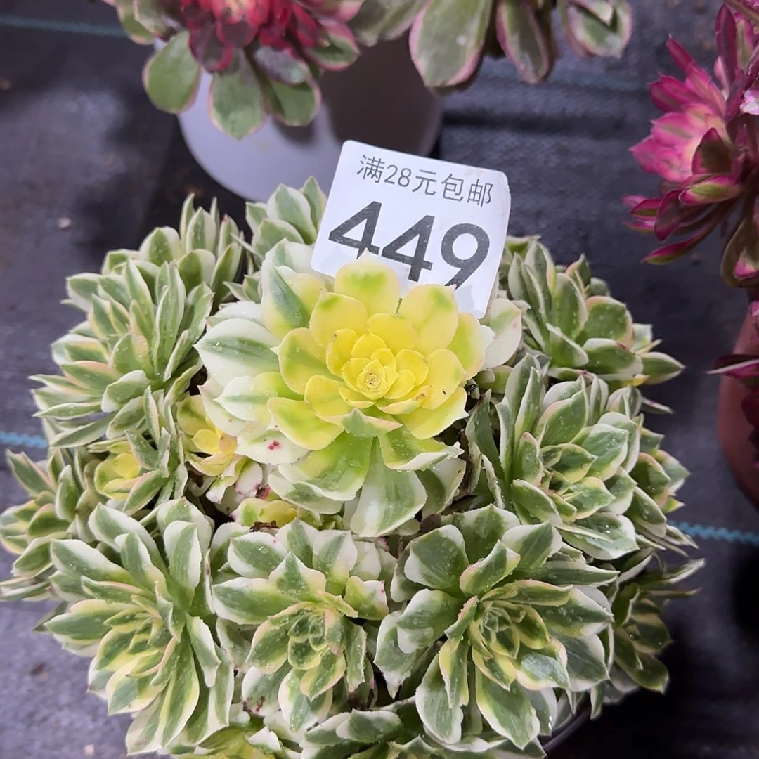 伊丽莎白0000000000449