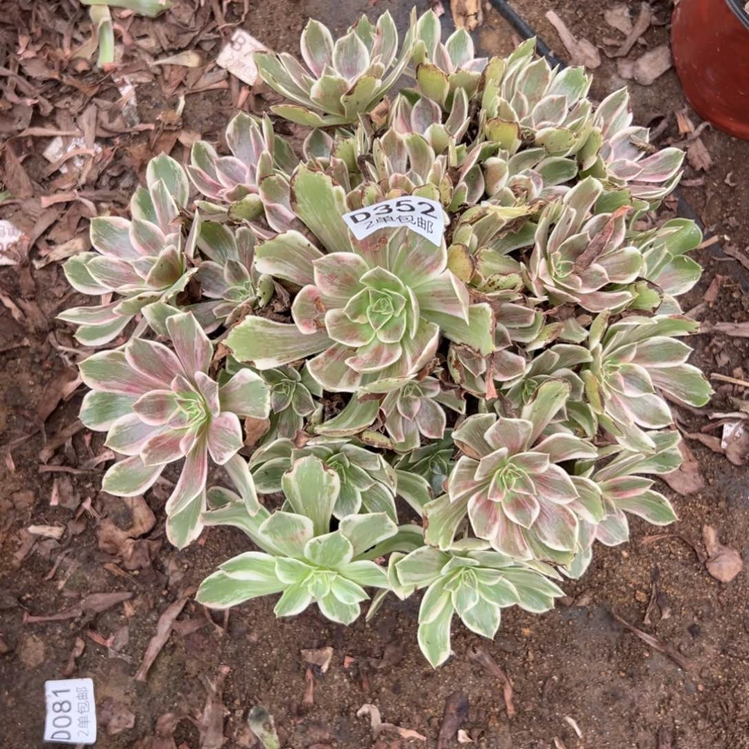 352多肉  浣纱不包断头