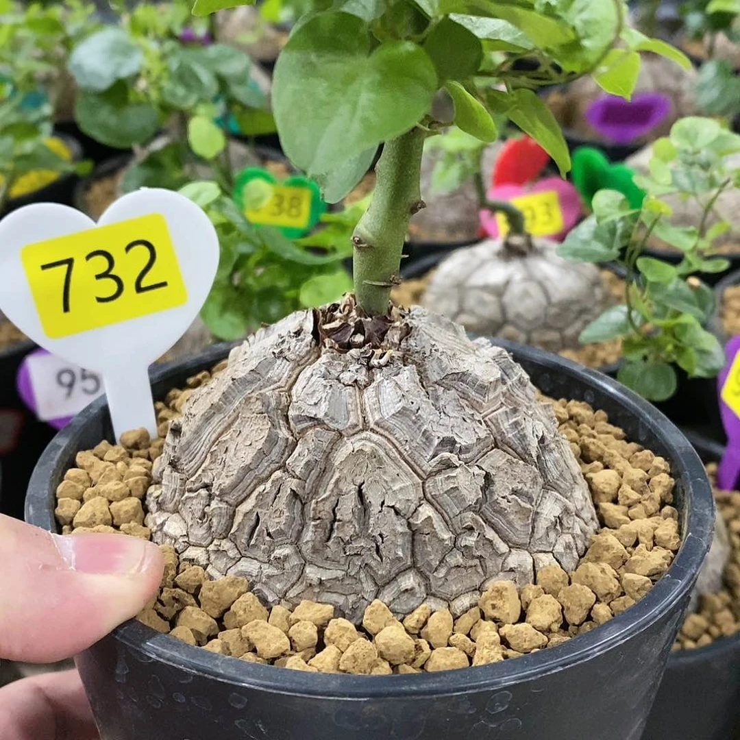 南非龟甲龙龟甲龙