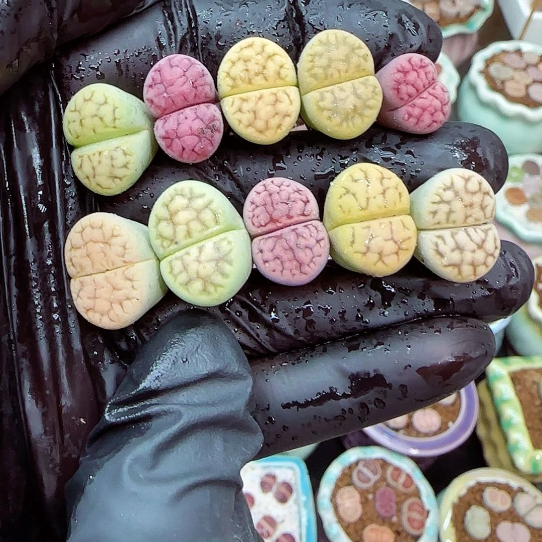 生石花满18包邮1103-27