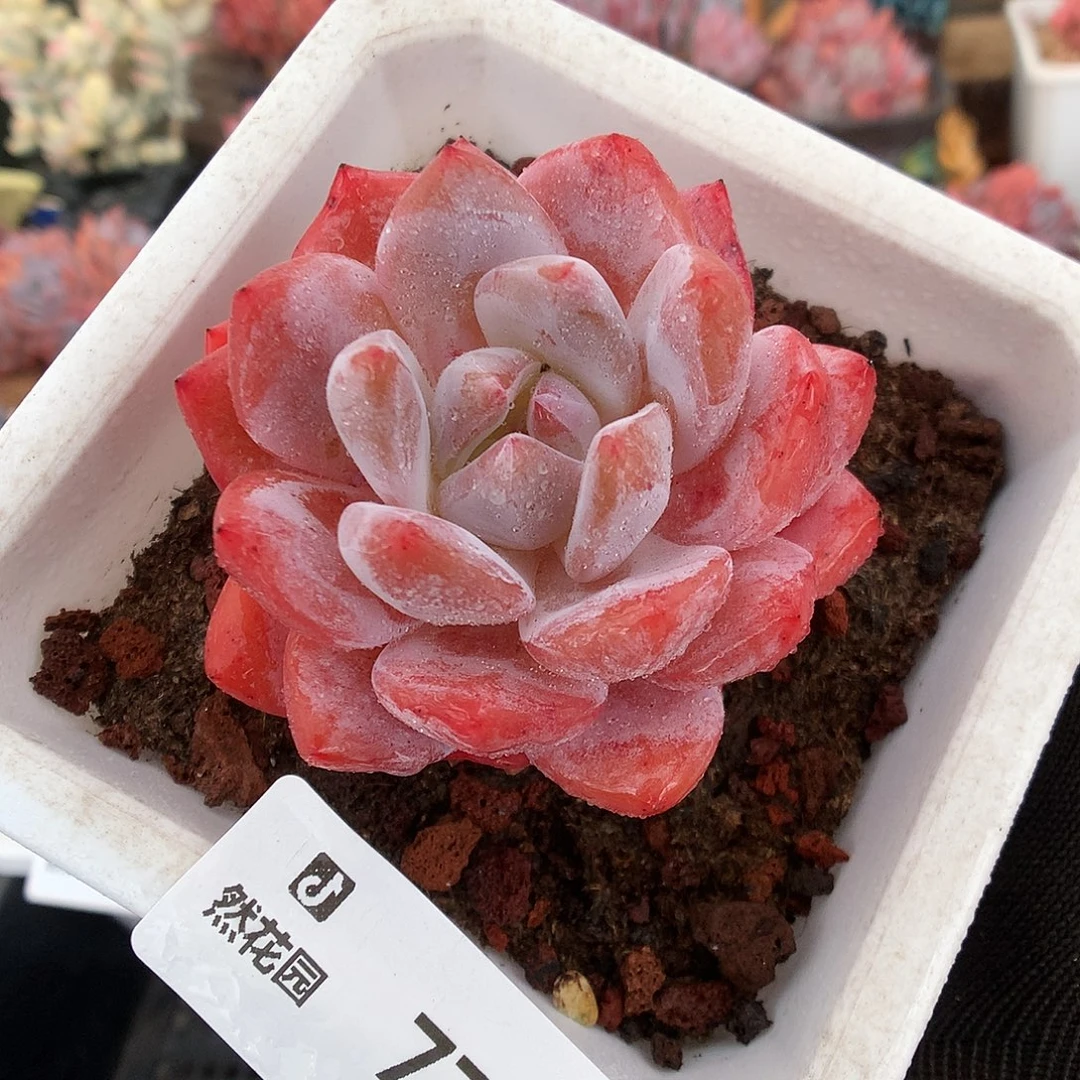 770雪天使多肉植物666