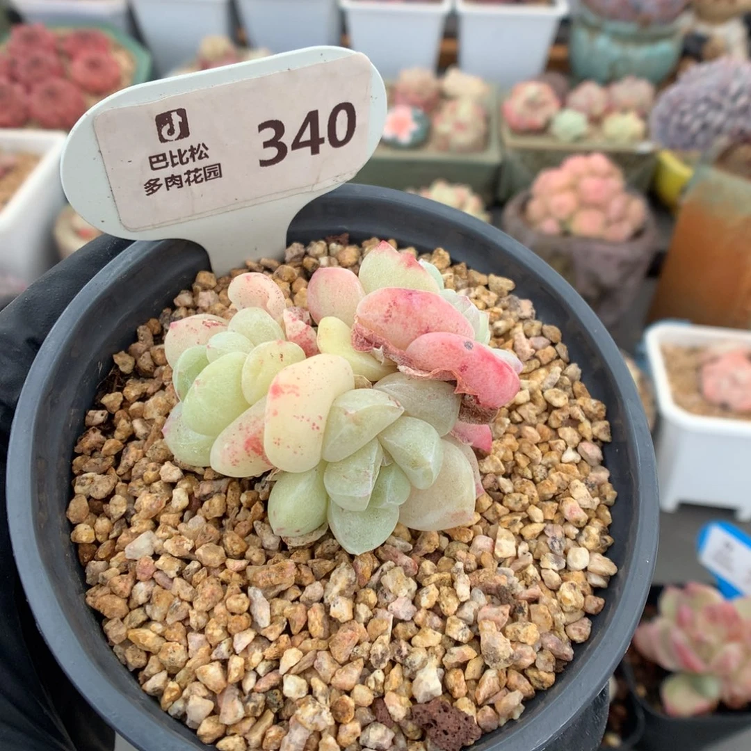 340 奶油白底冰玉石化