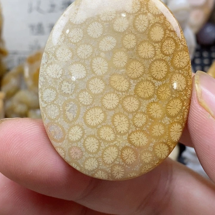 颈饰未镶嵌硅化珊瑚（珊瑚玉）