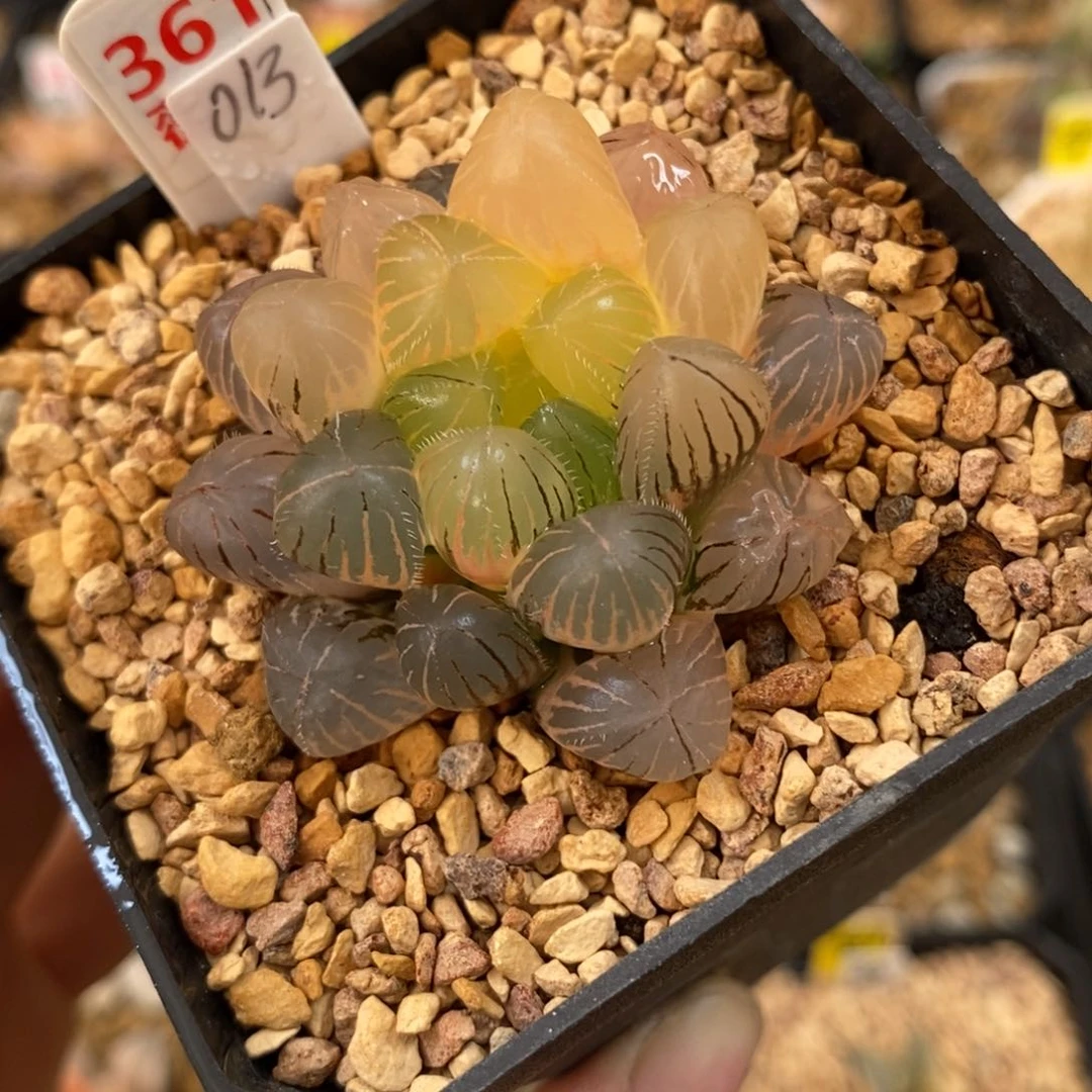 361紫镜玉露多肉植物