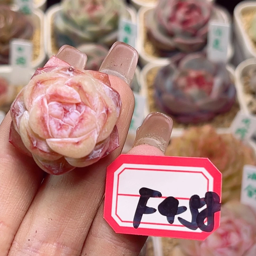 F458 糯米一物一拍