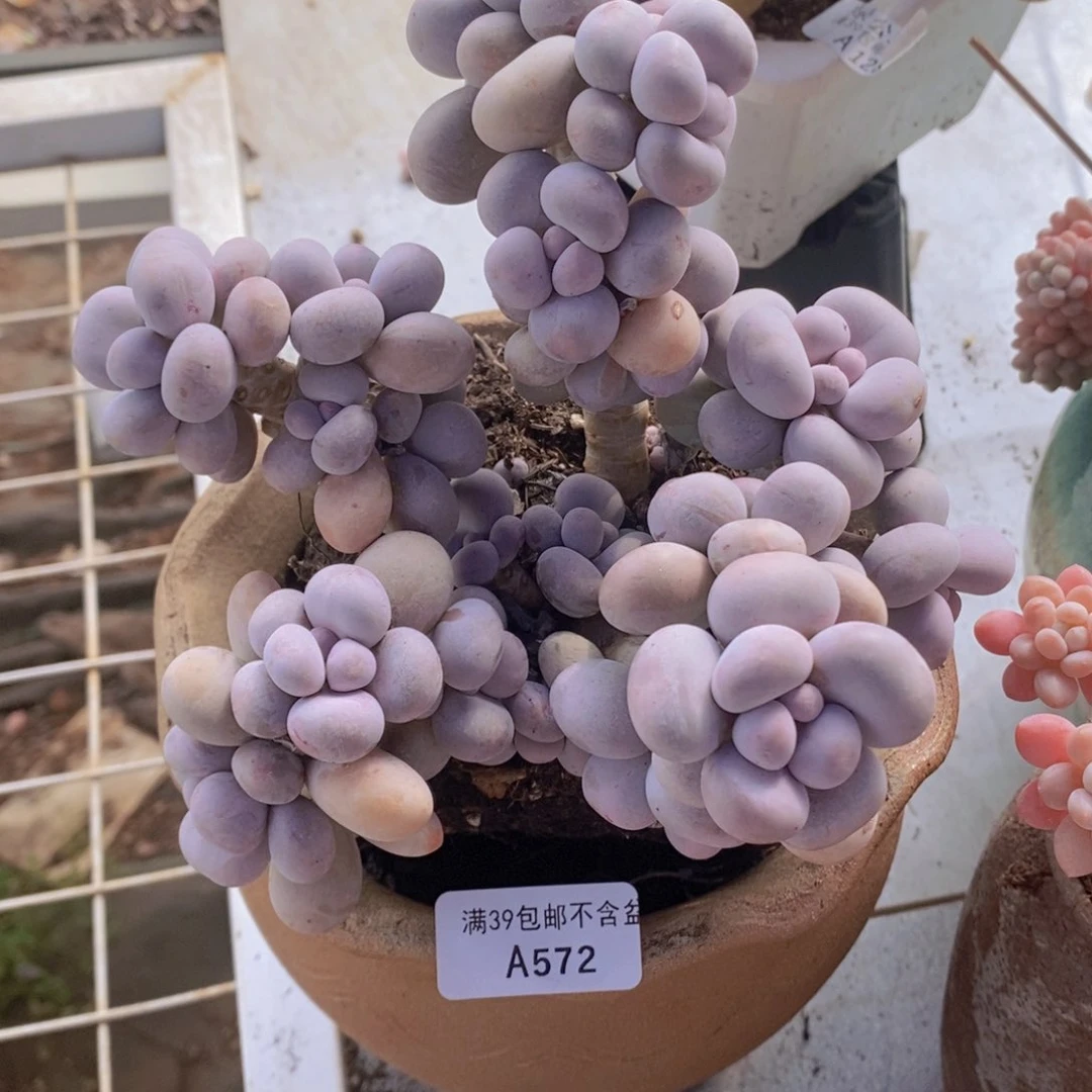 芭比奶洛15cm572多肉植物