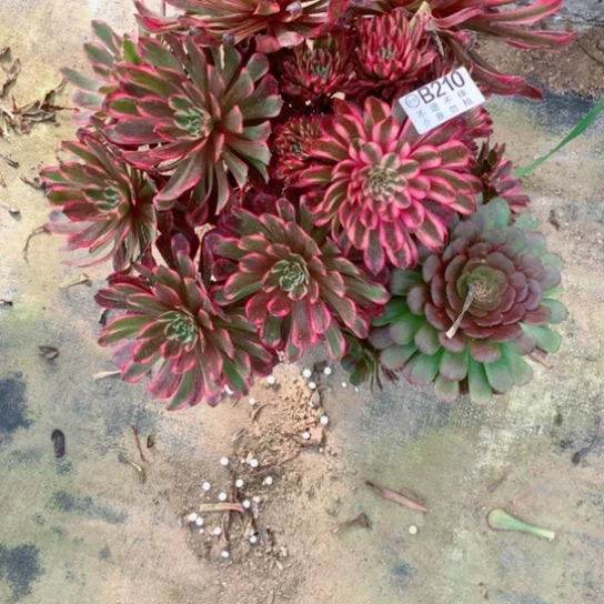 默*多肉植物紫月210