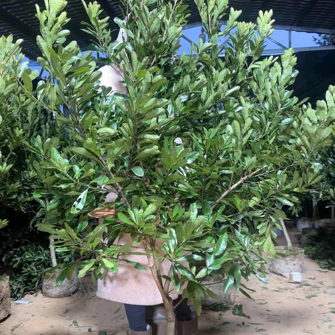 杨梅树一物一拍一颗