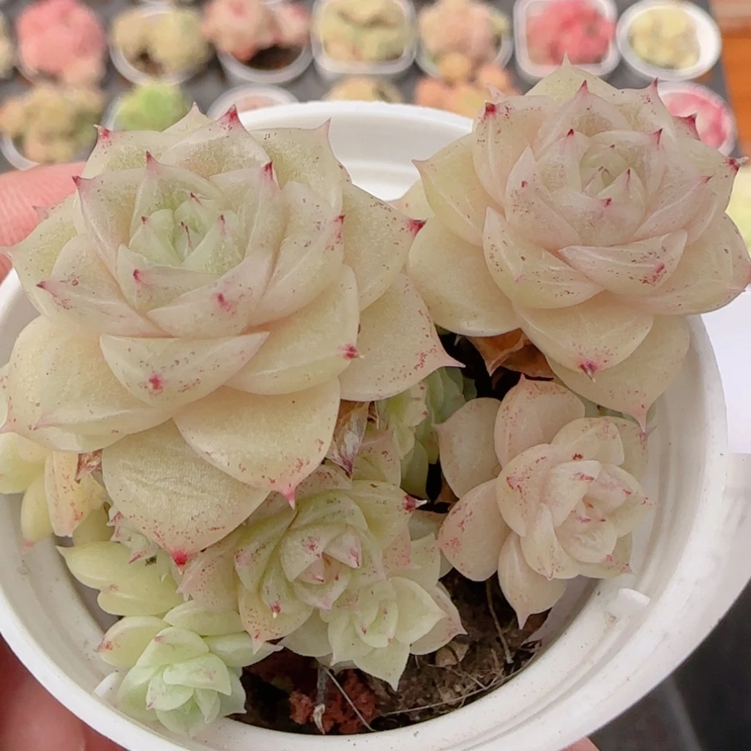 花语多肉1220-198散