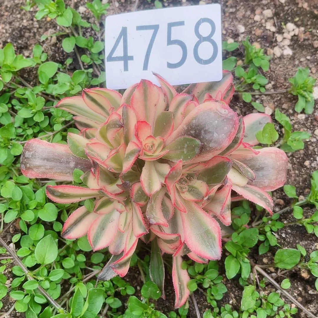 4758初恋多肉植物