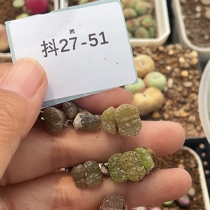 一***醉27-51肉锥多肉植物