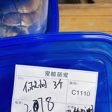 何***问母宠物龟小青种母三个
