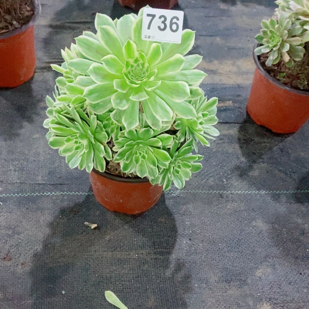 @*月碧浪736多肉1111