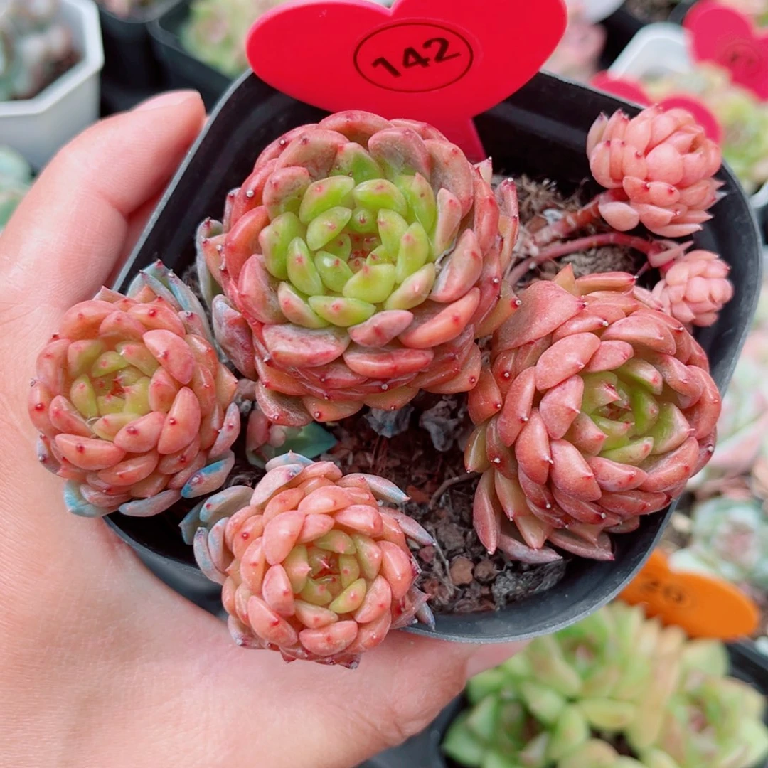 小***西142号小老桩珍妮群