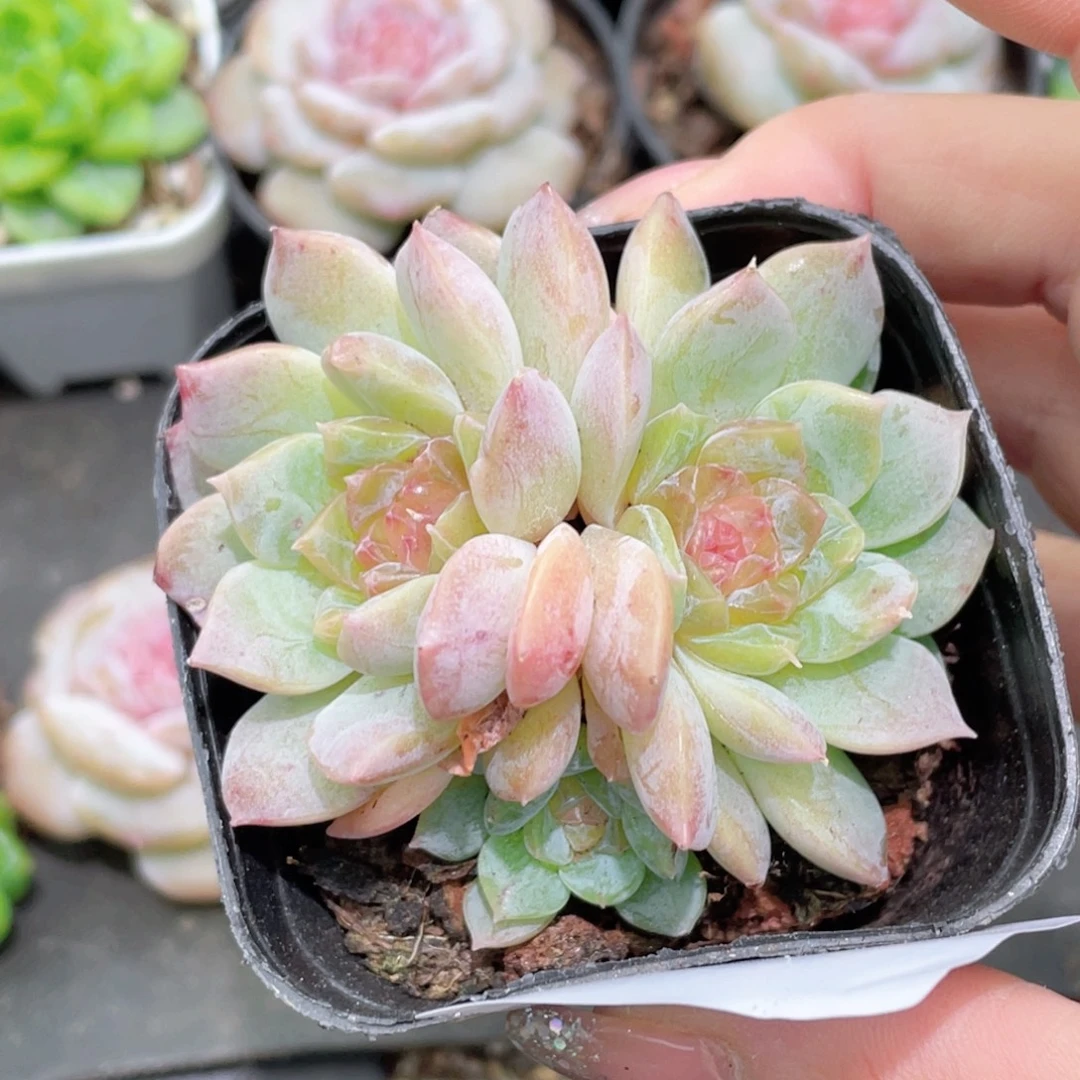 734号糖心冰心珍妮 向日葵