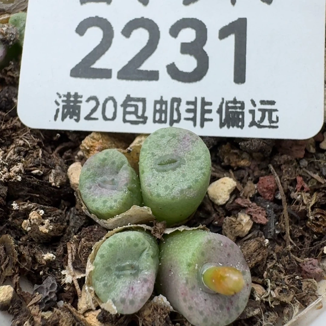 纽扣脱土4头。
