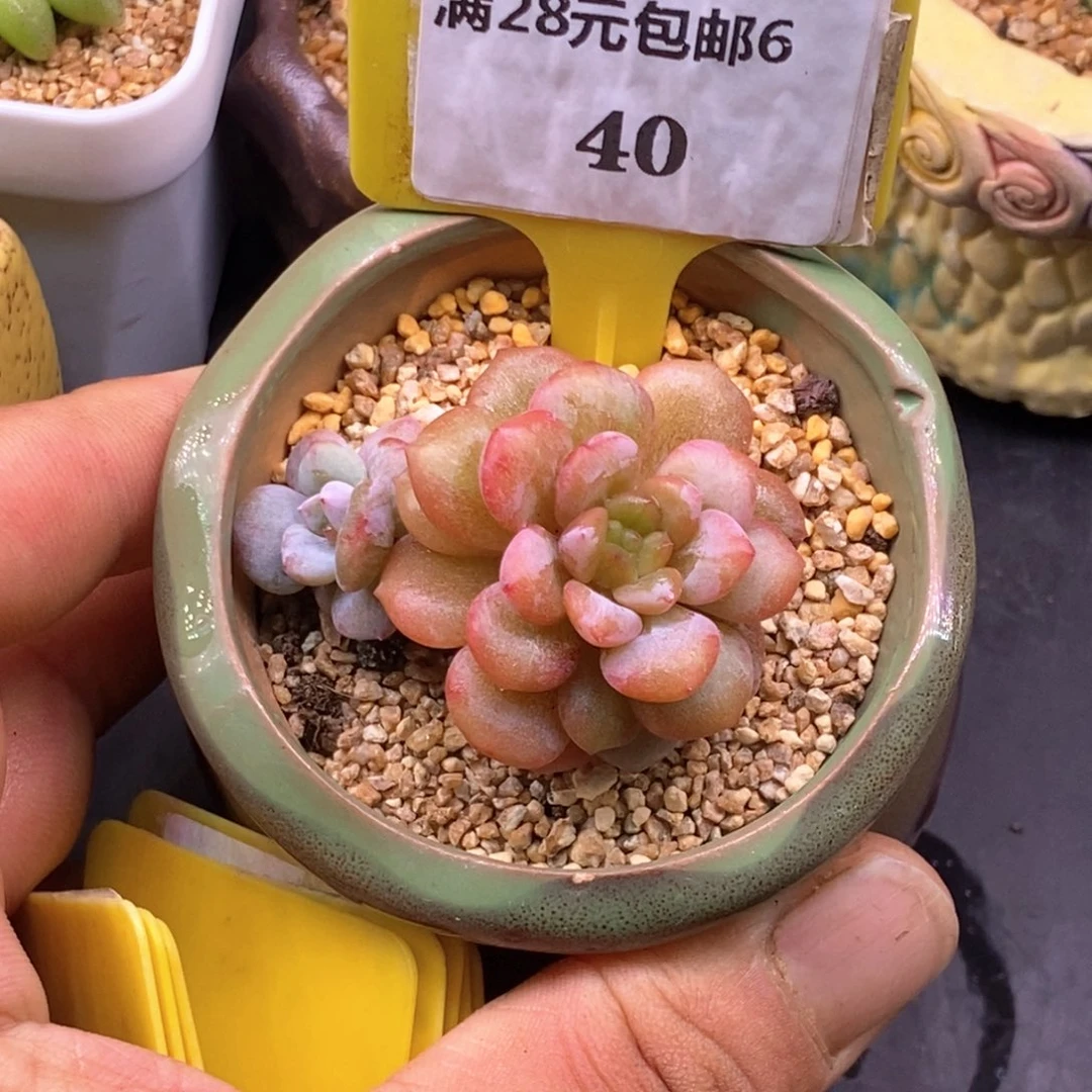 640星星橙石化双拉丝