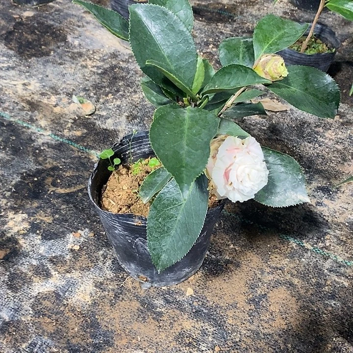 赛牡丹茶花一物一拍