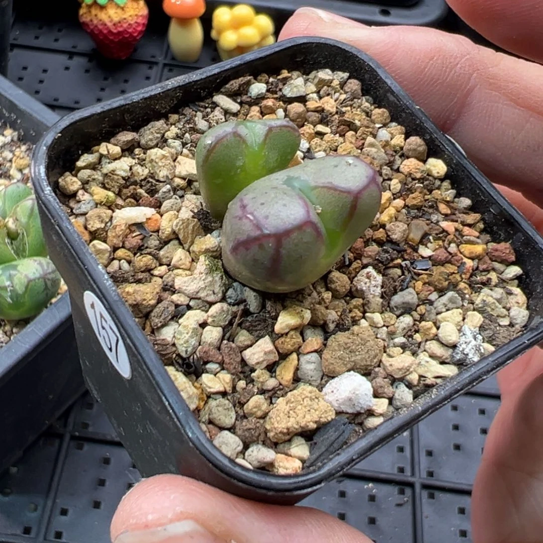 157铅笔画杂交一棵