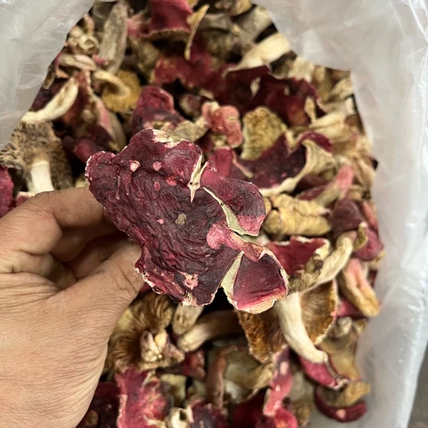 云南深山冬季野生红菇干货天然营养美味开菇月子菇