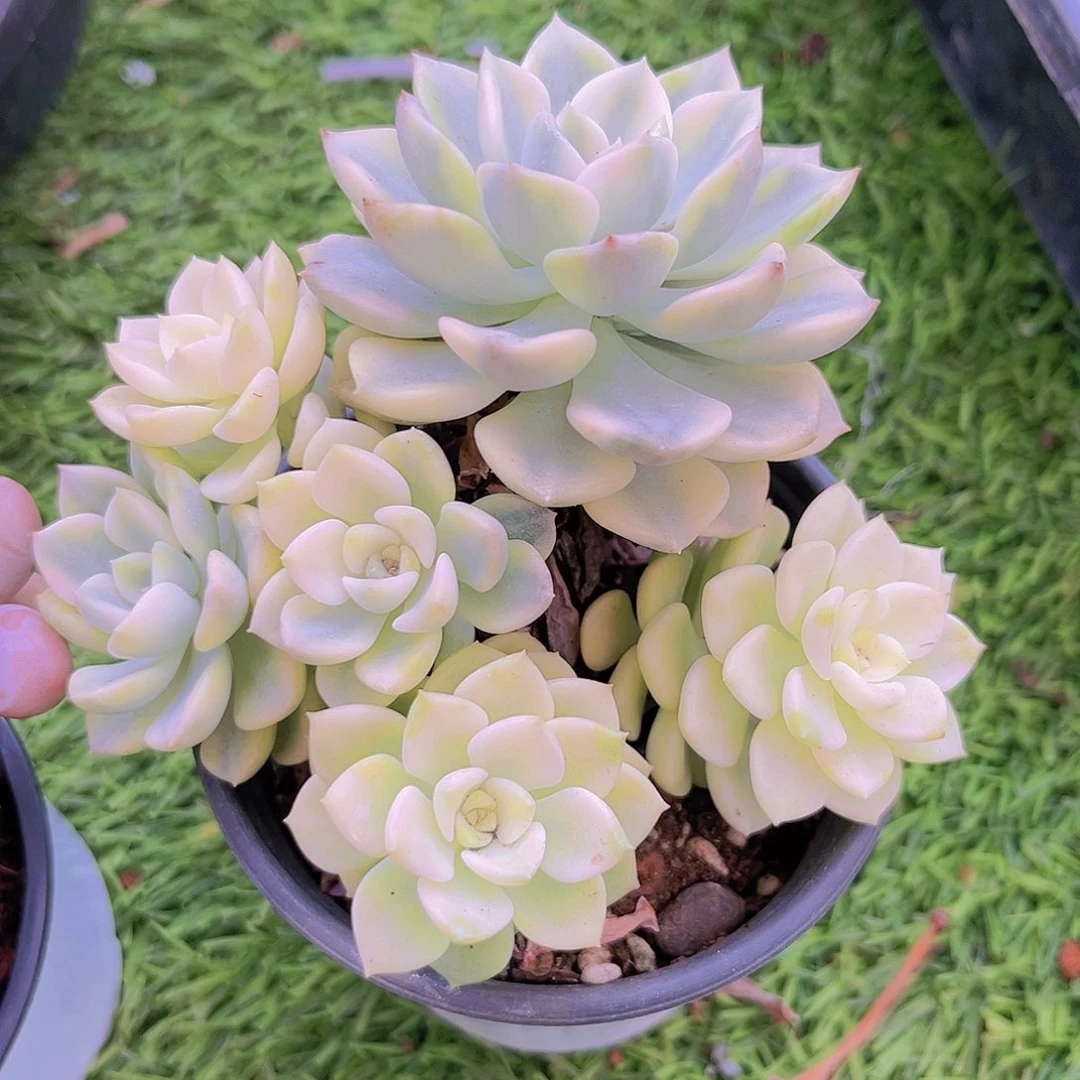 汀克贝尔锦999888888888