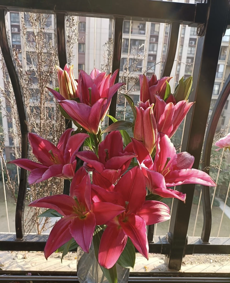 曼德拉香水百合/任意两单空运