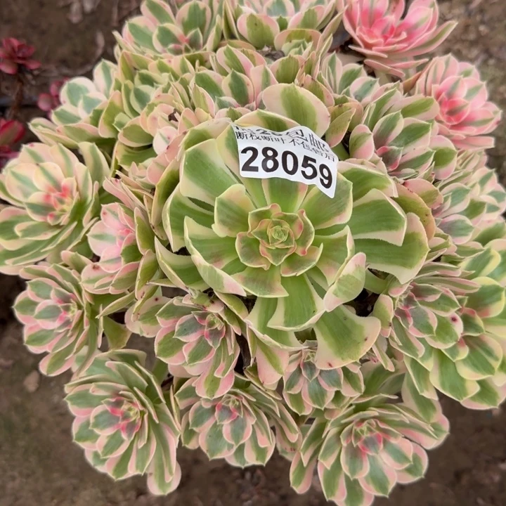 28059南女郎多肉植物