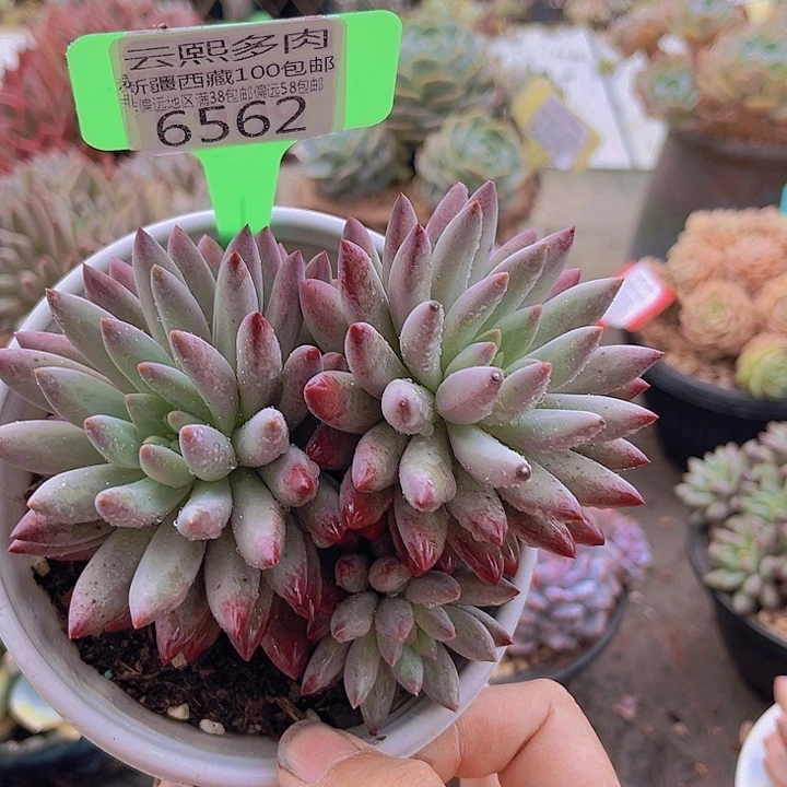 6562虞美人。
