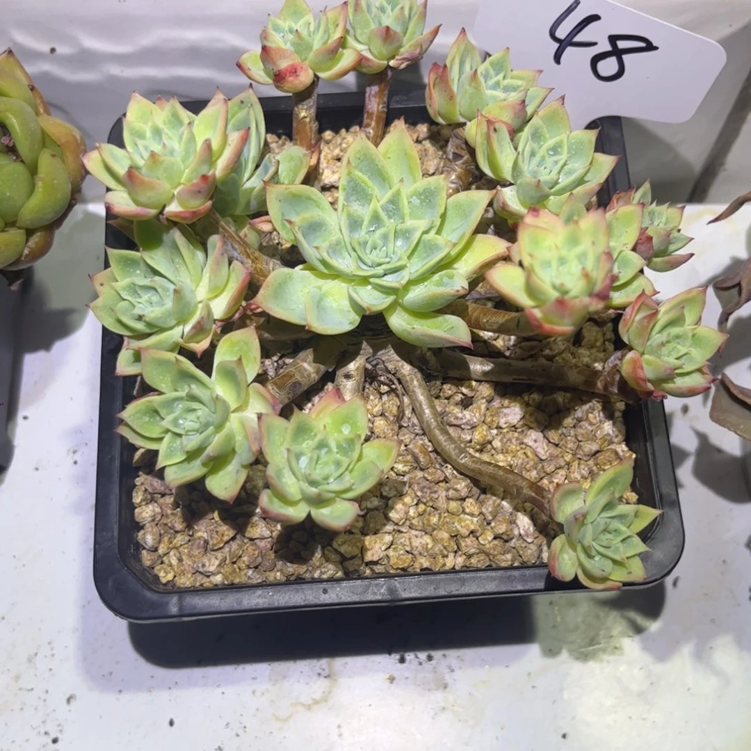 一物一拍三色堇老庄