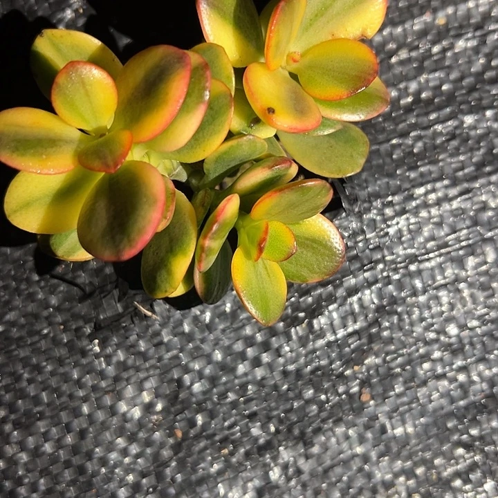 蒂娜锦好好看呀呀