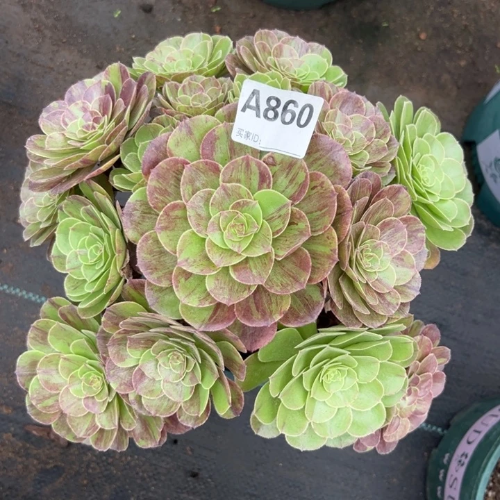 860花月夜25厘米