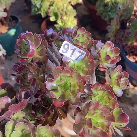 小***丫多肉植物一个黑豆