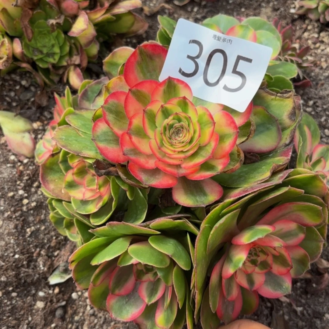 哈哈多肉葡萄红豆沙305