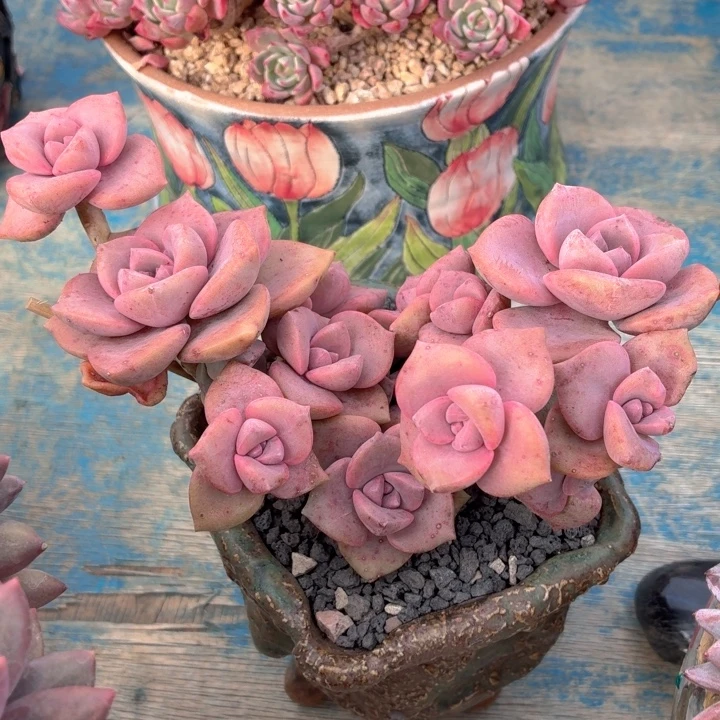 多肉植物 彩虹糖-4